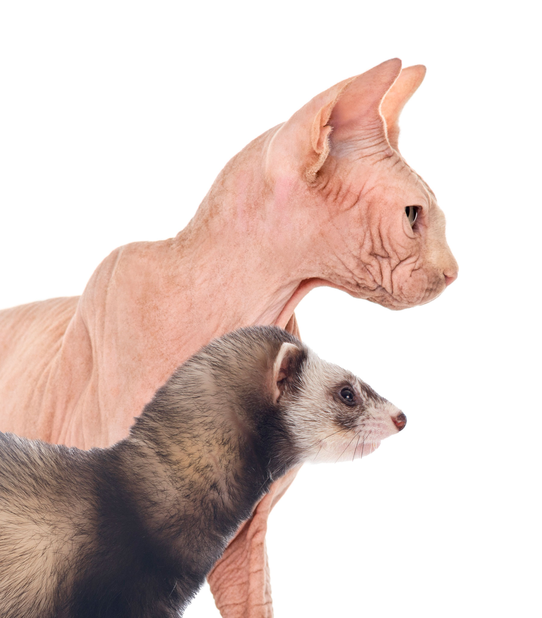 Cat Ferret sphynx cat