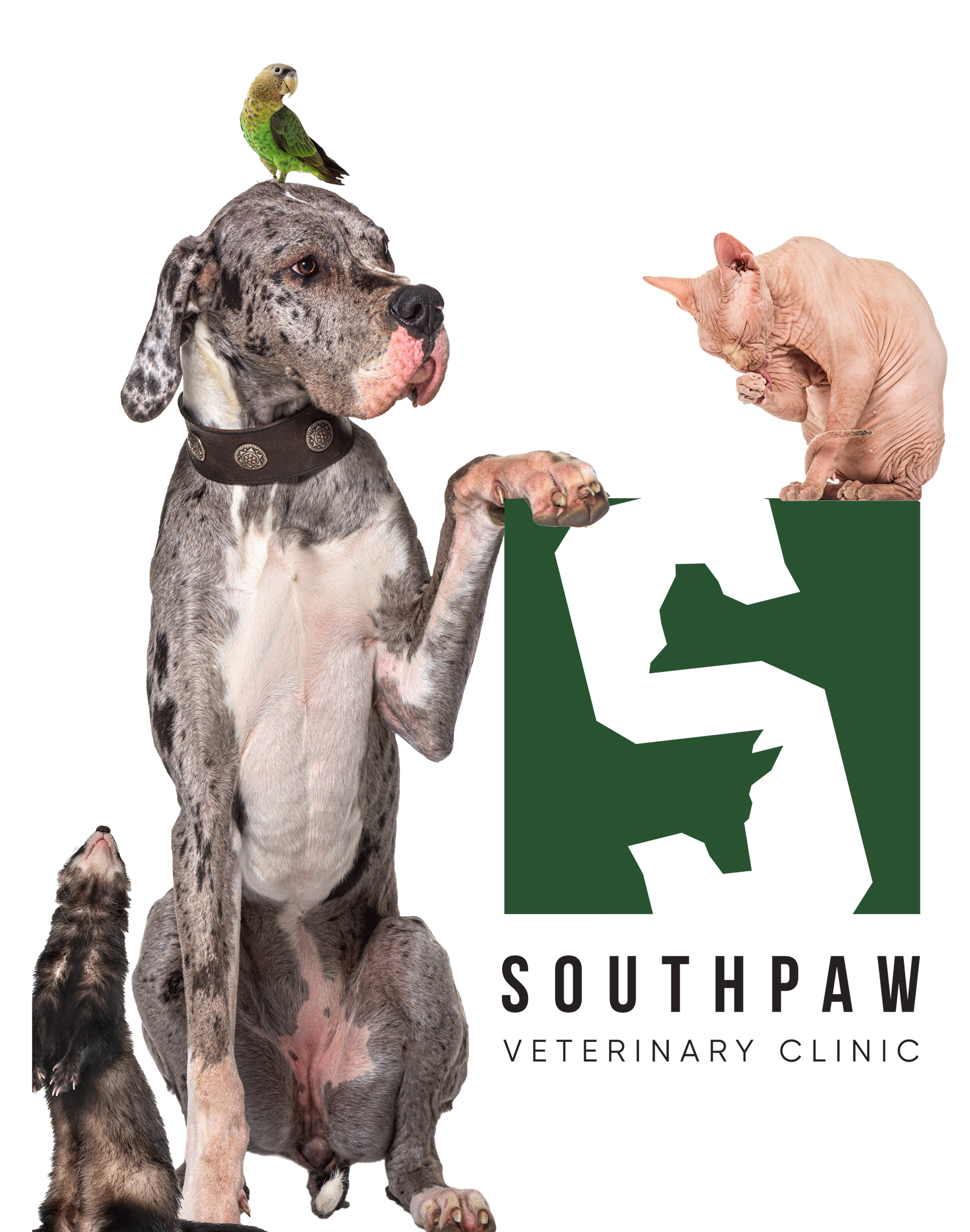 Home | Southpaw Veterinary Clinic