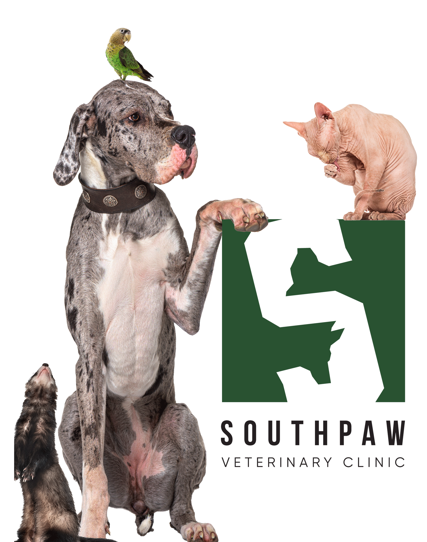Home | Southpaw Veterinary Clinic Home | Southpaw Veterinary Clinic