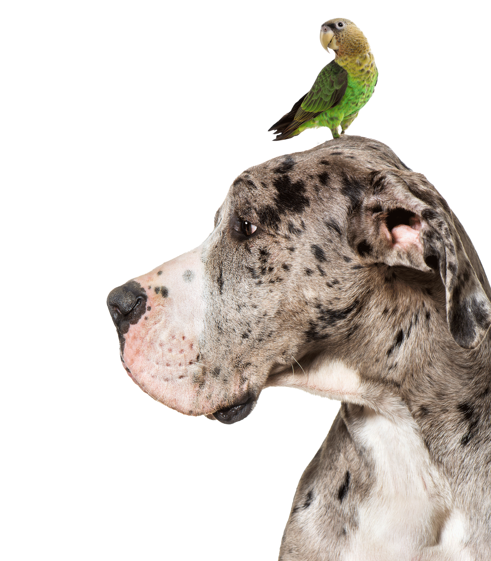 birddane
