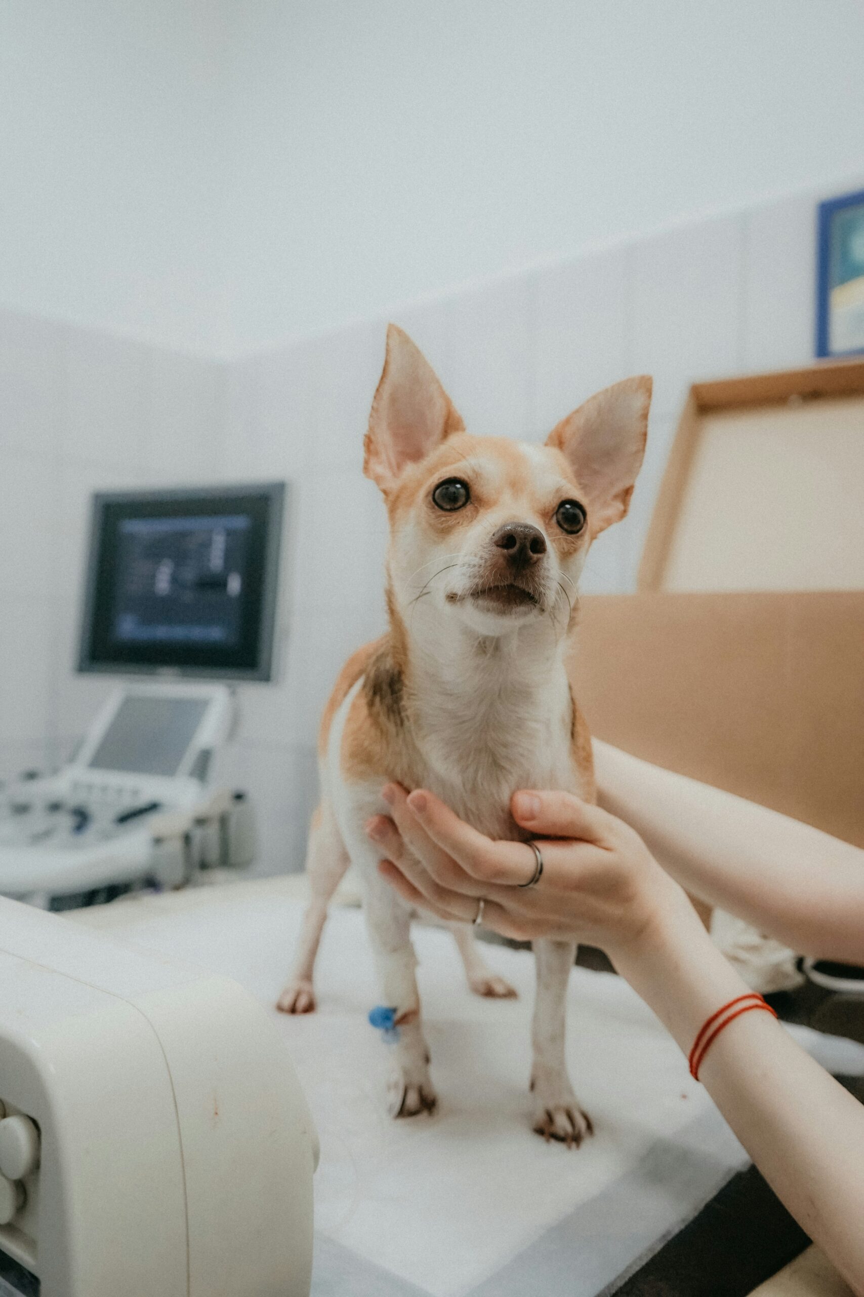 anya-prygunova-u2H8mUzoF2Q-unsplash dog at a clinic being handled